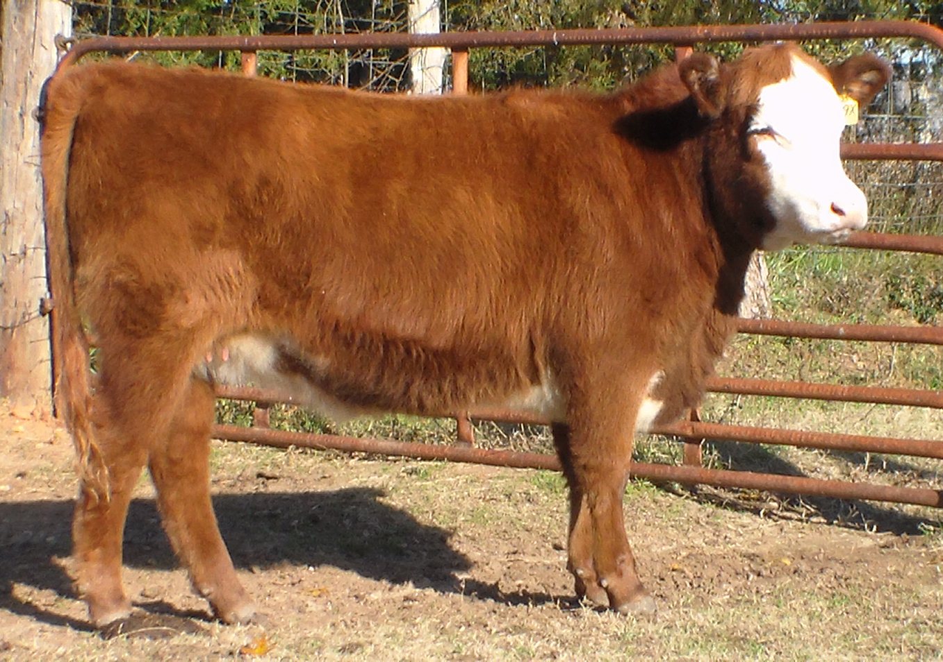 Bull and Female Sale